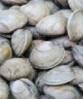 Sapak/Clams