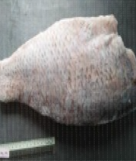 Jenahak Fillet