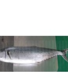 Frozen Tenggiri Batang